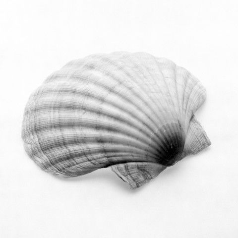 Triptyque 4, détail 2 (coquillage), impression au jet d’encre, 107 cm x 107 cm