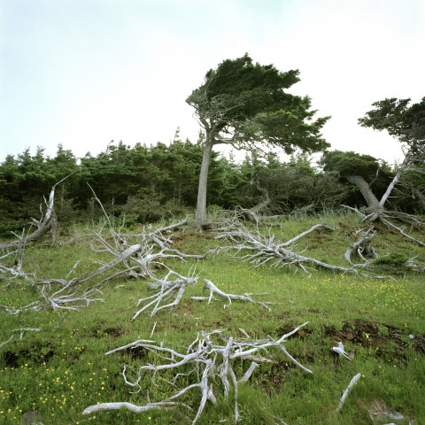 Mosaïque 1, détail 2 (Richard Baillargeon, Galiote-la-mer, 2004), impression au jet d’encre, 76 X 76 cm.