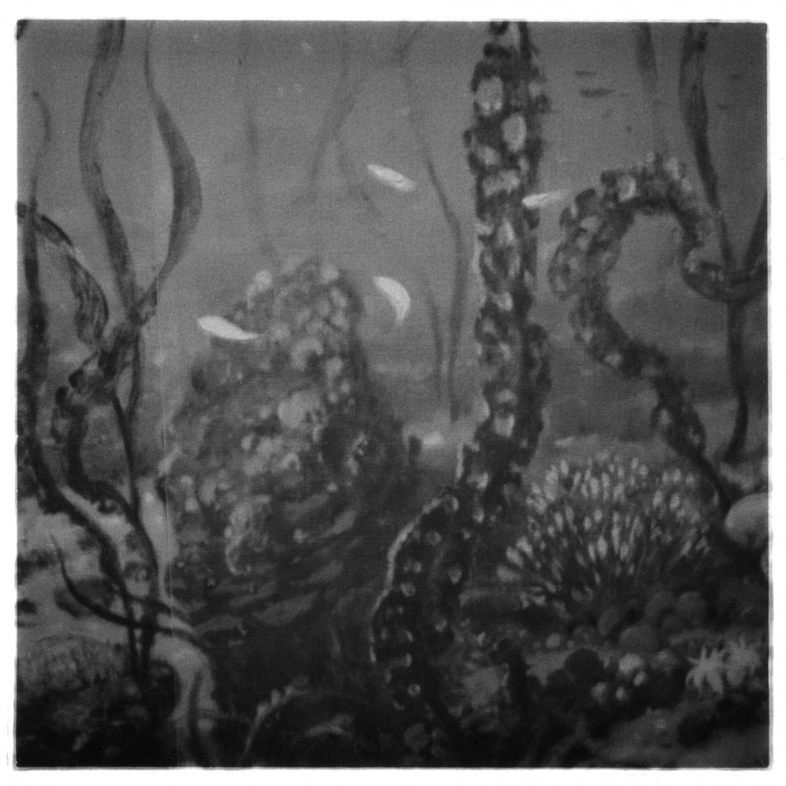 Polyptyque 1, détail 4 (Les algues), tirage argentique, 107 cm x 107 cm