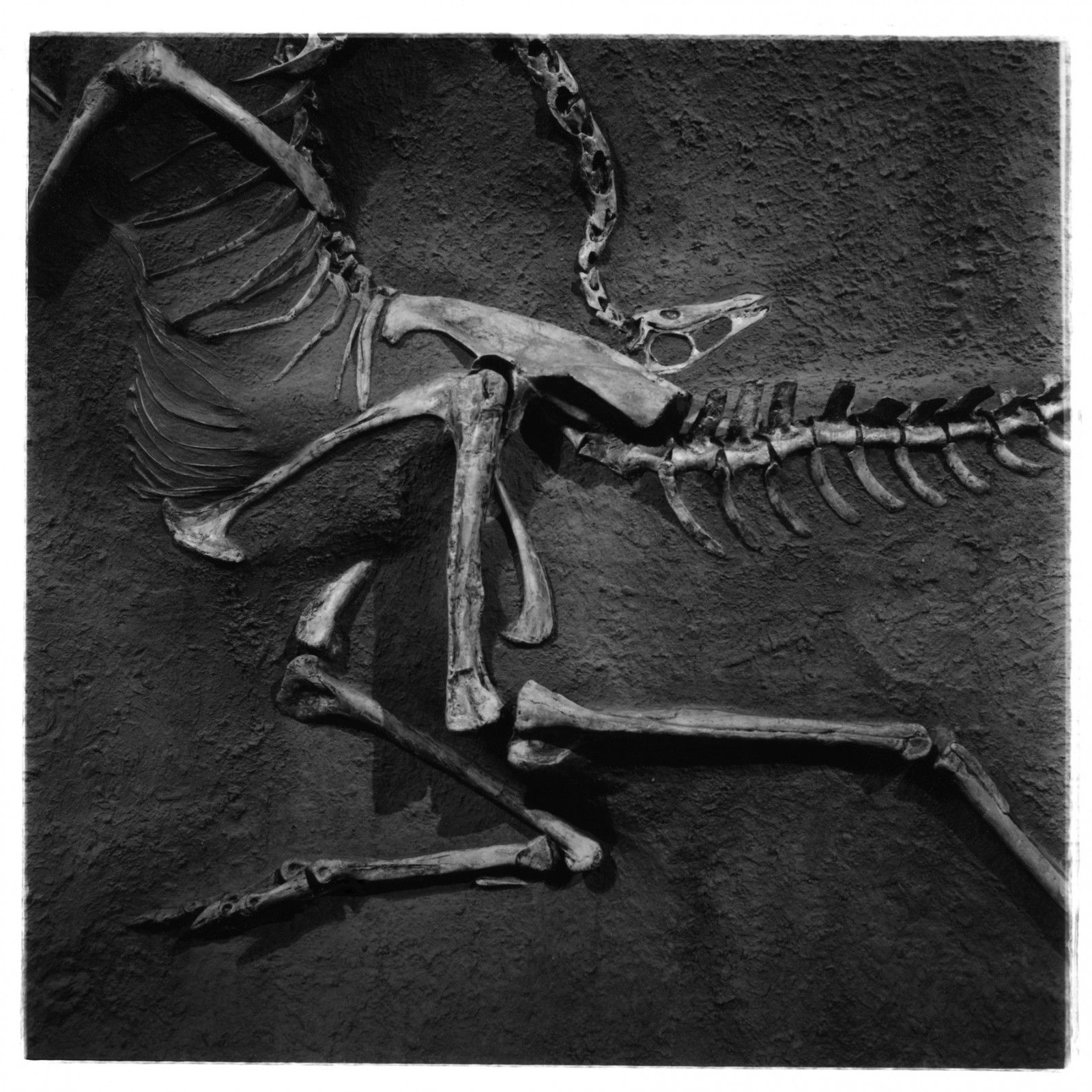 Polyptyque 2, détail 4 (Aile d’os), tirage argentique, 28 cm x 28 cm