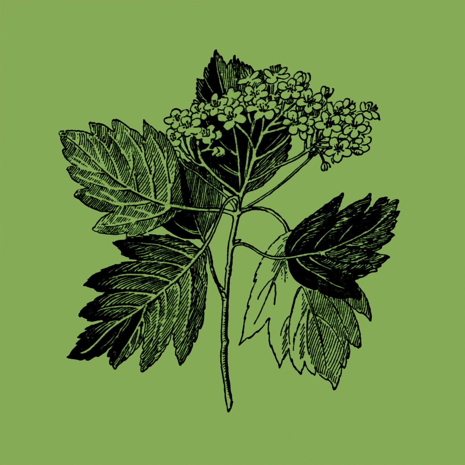 Polyptyque 5, détail 3 (Plante alisier), impression au jet d’encre, 101 cm x 101 cm