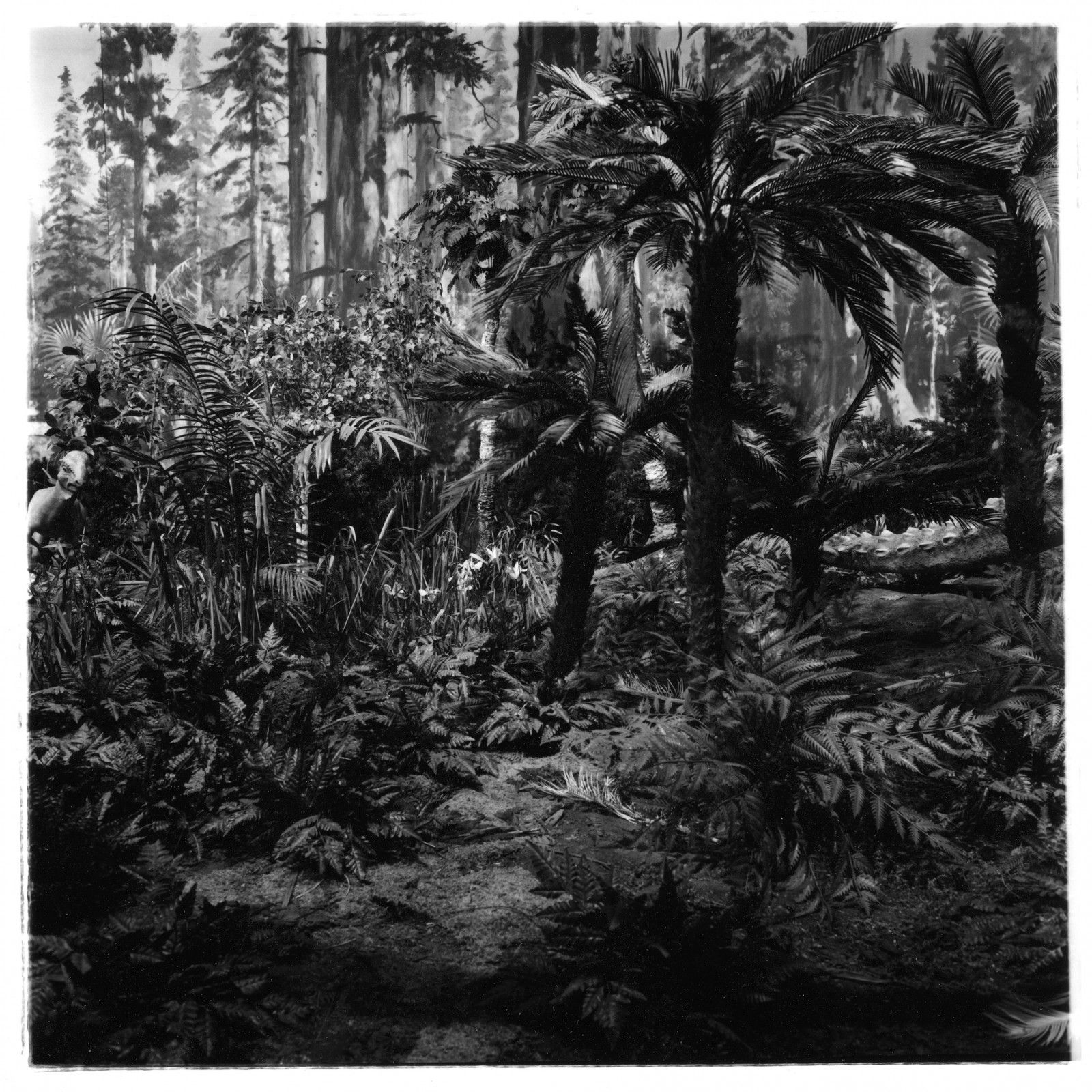 Triptyque 1, détail 1 (Bête cachée), tirage argentique, 53 cm x 53 cm